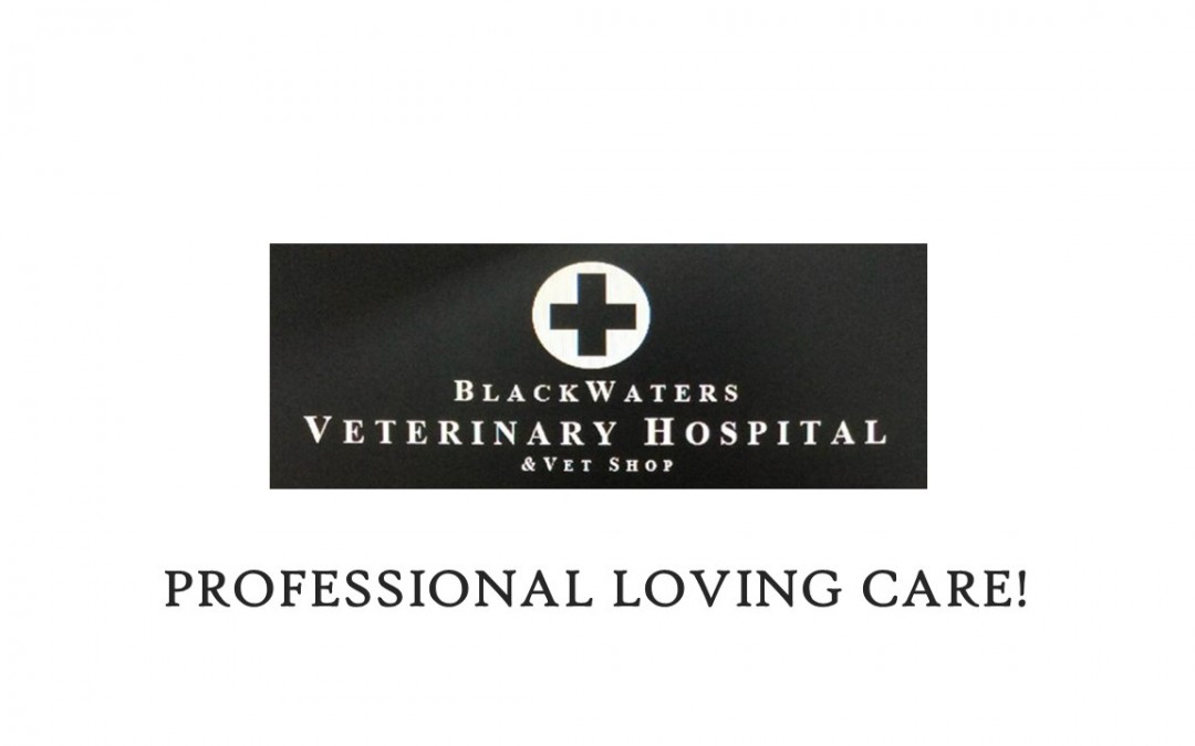 Blackwater Veterinary Hospital & Vet Clinic In Knysna